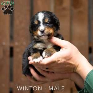 Winton, Bernese Mountain Dog Puppy